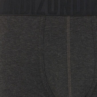 Boxer gris oreliz grey.