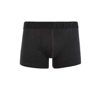 Boxer gris oreliz grey.